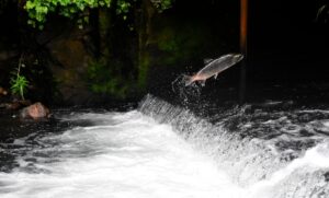 sammac salmon carb-lite fish buon natale