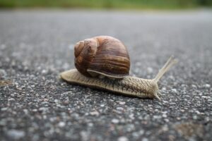 snail plodder headwind long ride smog spokeasy blog post slow start blog post