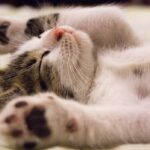 cat kicking back relax holiday enough rest spokeasy blog post endurance easing up blog post dry for now blog post I need a detective blog post
