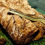 snake reptile snakes path spokeasy post blog boa what is this blog post