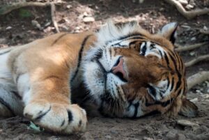 siesta tiger sleep snooze nap spokeasy blog post almost blog post