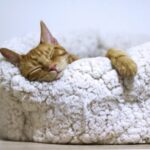 what a night dream dreaming again spokeasy post blog doesn't feel like Monday take a break blog Early Dog Days blog