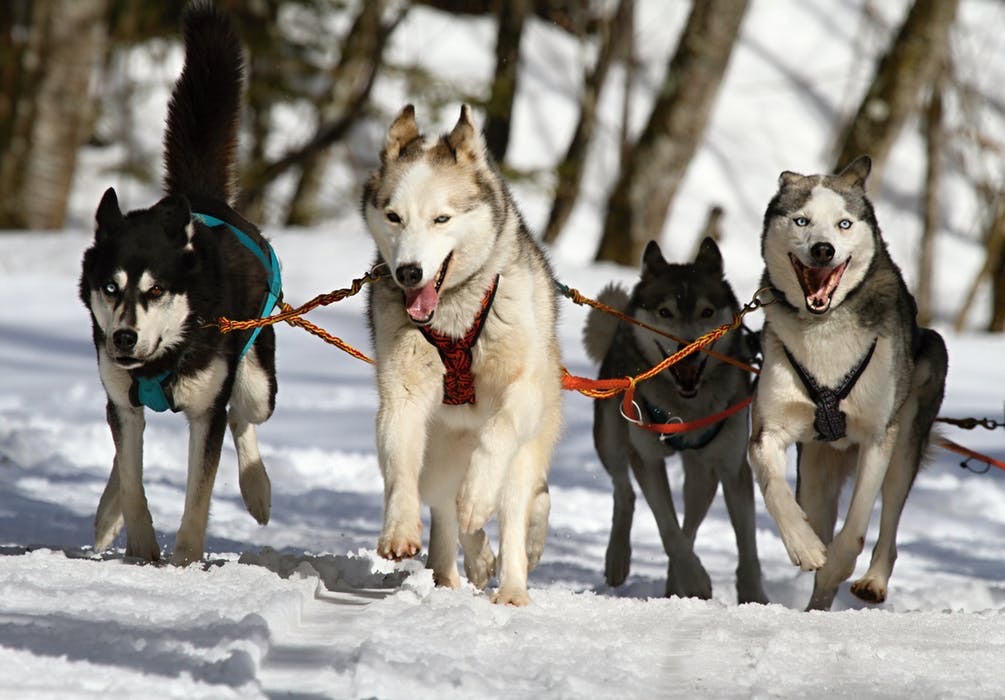 dog sled snow mush legs oatmeal iditabike spokeasy blog post