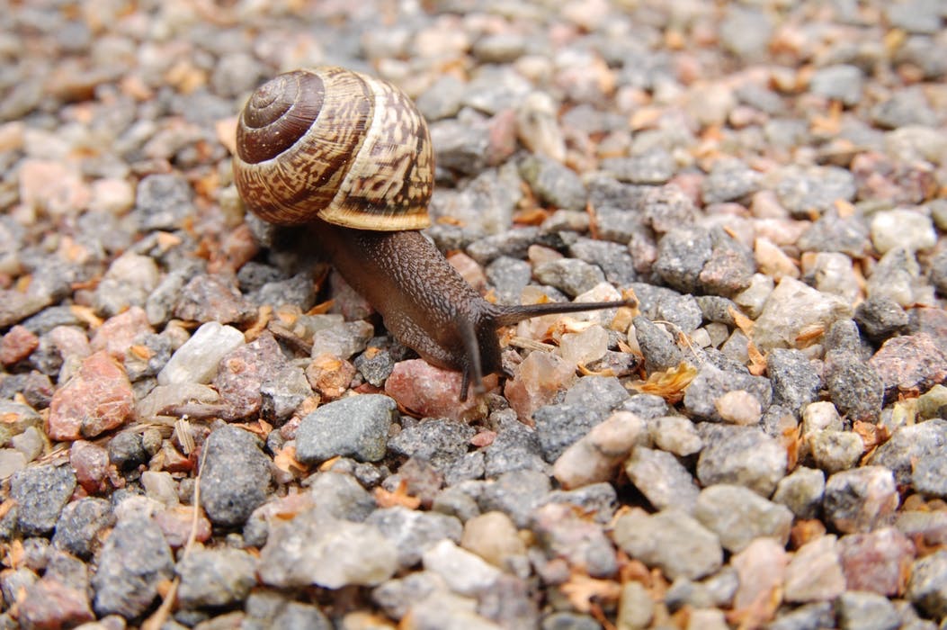 snail slug shell gravel sluggish day