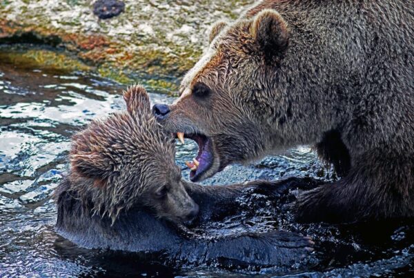 now hear this bear ear spokeasy i scream blog post one last lick blog post