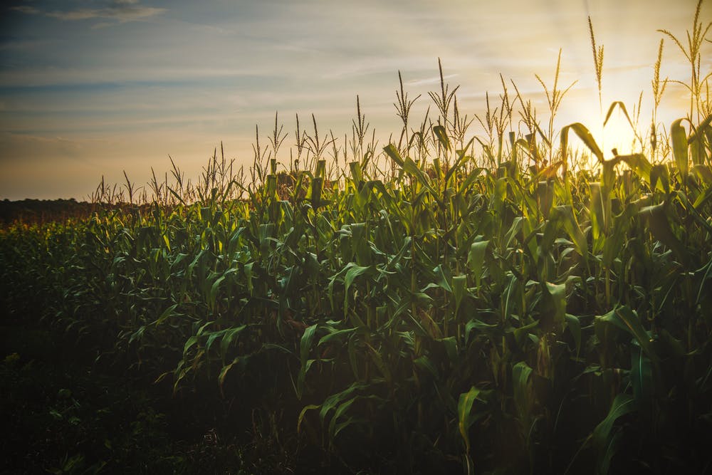 corn Iowa field RAGBRAI logistics blog spokeasy how corny
