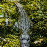 cycle zydeco louisiana alligator