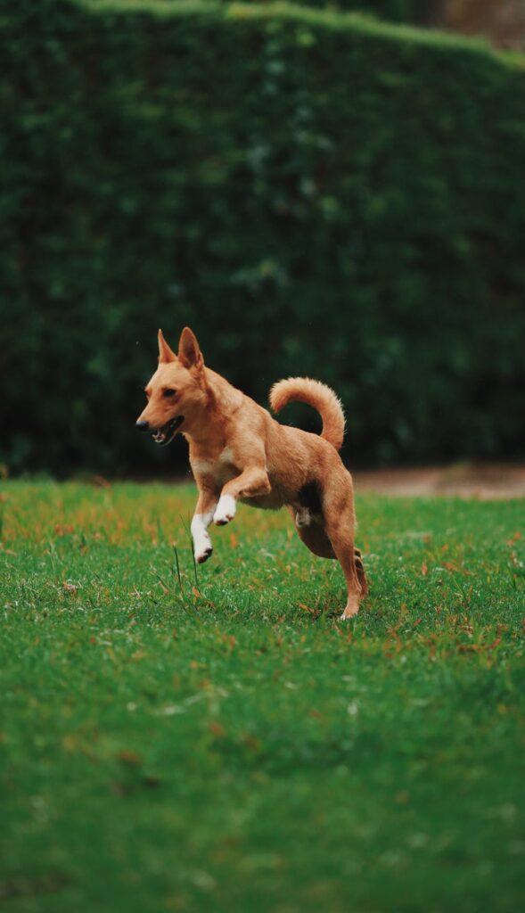 dog frisky play spokeasy Early Dog Days blog post