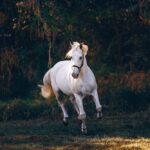 horse white reining in spokeasy blog post Wonderful Change blog
