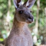 feeling jumpy land down under australia kangaroo spokeasy blog post