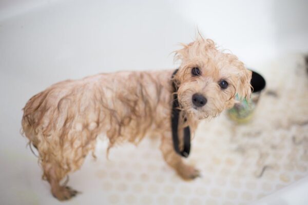 bad hair day dog helmet spokeasy post blog