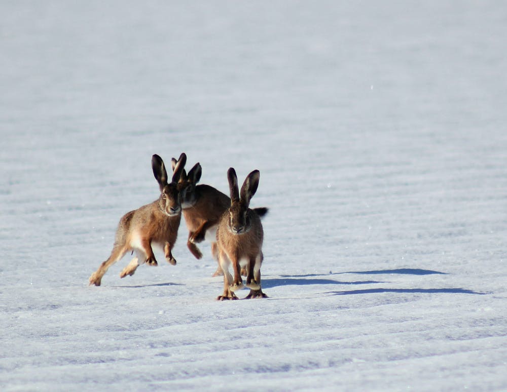 hoppin' john jackrabbit cooking spokeasy blog post hop to it