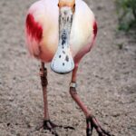 rara avis roseate spoonbill ride average speed spokeasy Birds of a Feather blog post