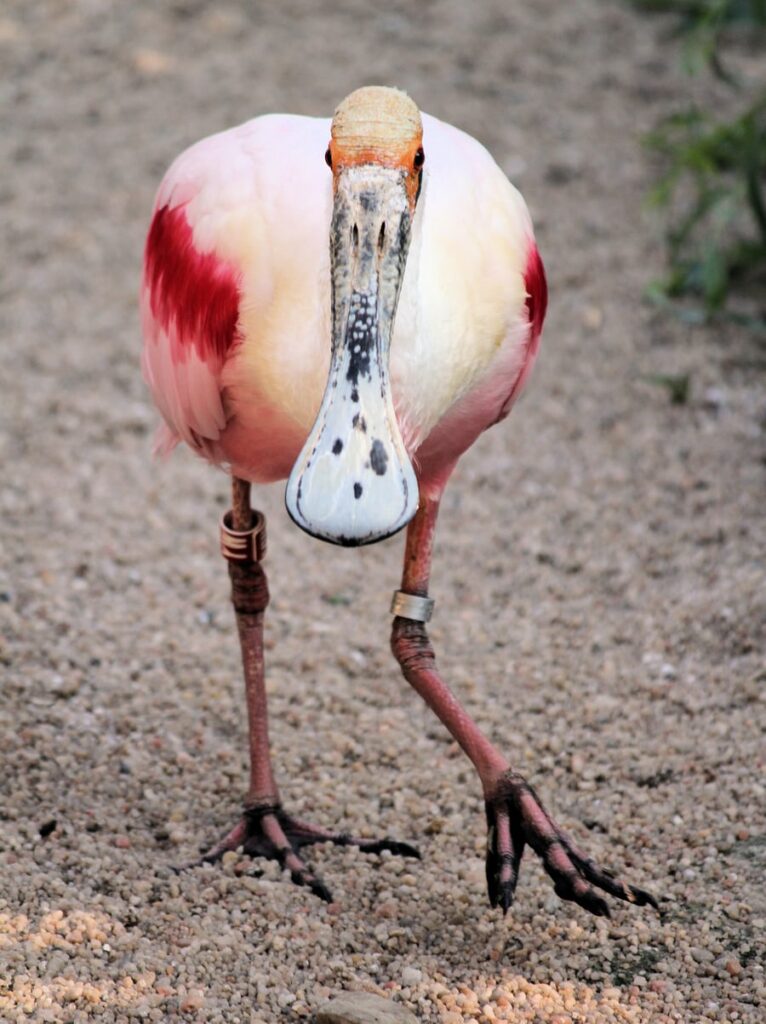 rara avis roseate spoonbill ride average speed