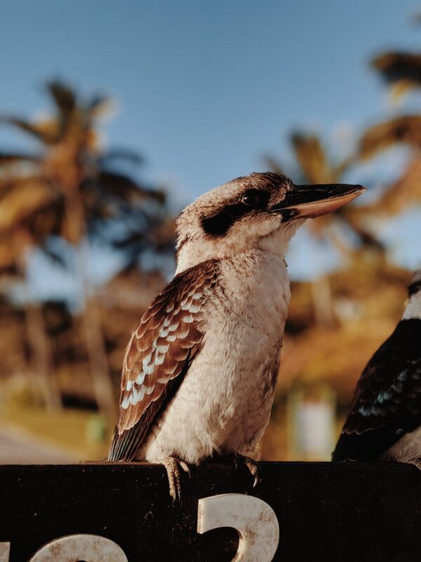 going teutonic kookaburra song spokeasy blog post