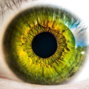 eye alert tropical storm warning farsighted blog post I need a detective blog post Eye or Aye blog Wary Eye Blowdown blog