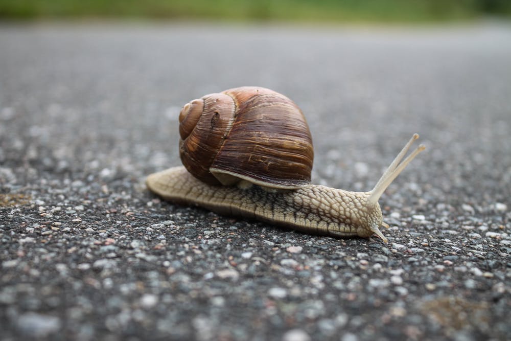 slug sluggish snail tired lazy slow it down blog post