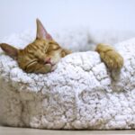 sleepyhead sleep cat bed ride dull days blog post Irish for a Day blog