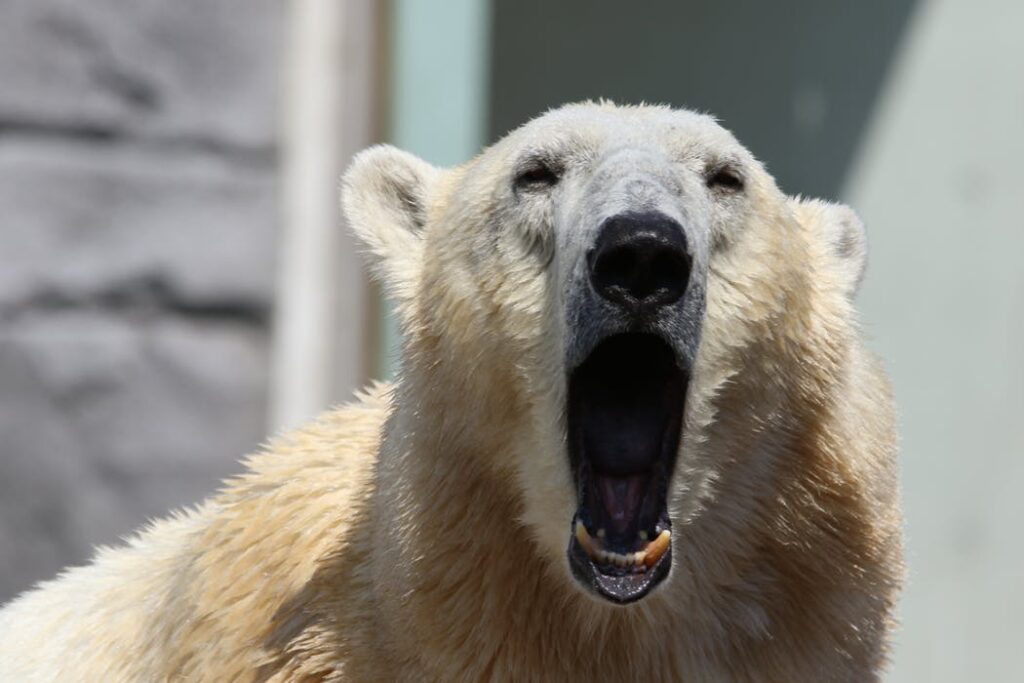 cold weather woes polar bear spokeasy