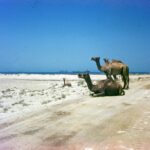 UAE blog post globetrotting page spokesy humpty-back blog