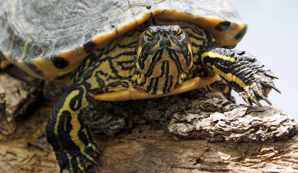 slow start turtle tortoise torpor spokeasy blog post