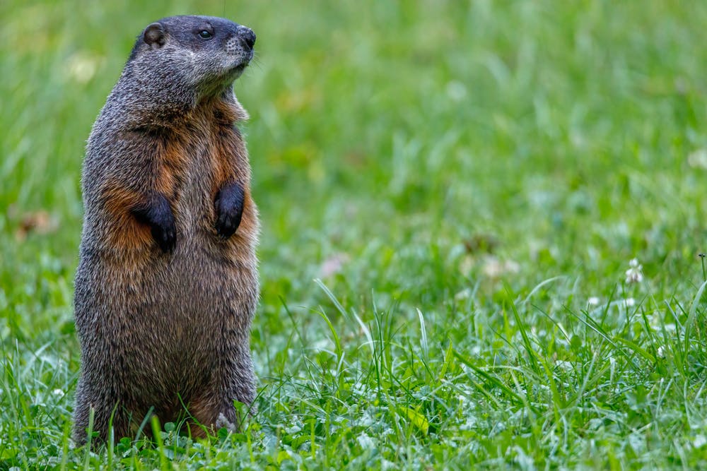 groundhog day phil pennsylvania shadow rodent winter prognostication blog post predict the Groundhog blog post