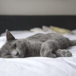 cat tired survive week Friday 13th spokeasy SINKo de Mayo blog post