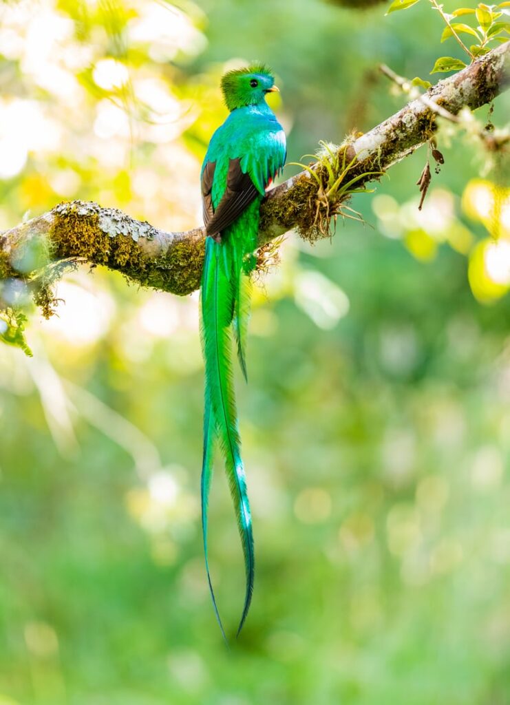 land of the quetzal spokeasy blog post globetrotting page Bicycle Touring page Central America/Caribbean page