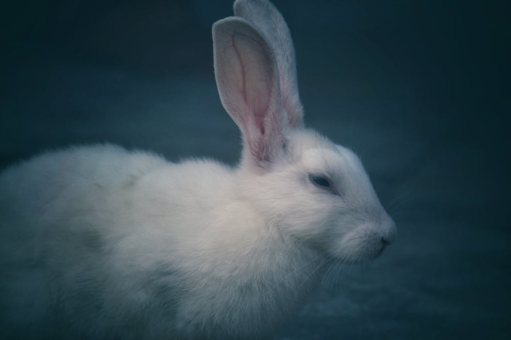 march madness hare web site build Wet Hare blog