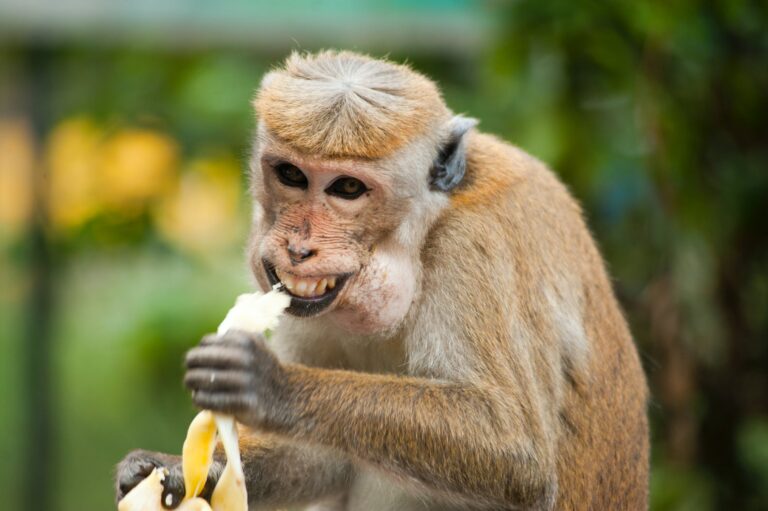 that monkey hand surgery spokeasy