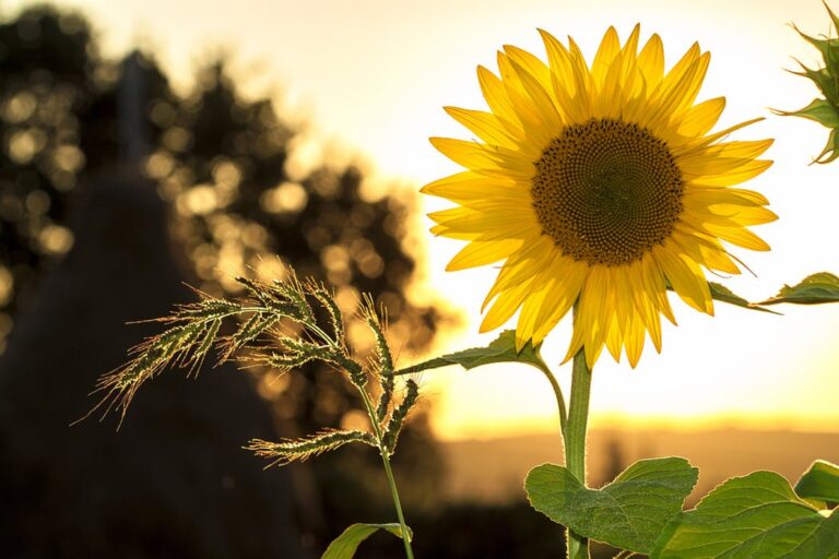 sunflower obliging weather rain poncho spokeasy