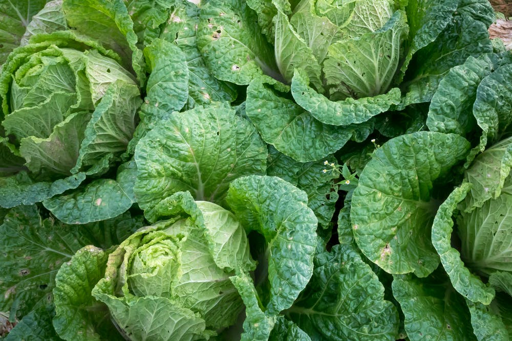 sweet and sour sesame cabbage spokeasy cookin'