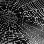 web links spider spokeasy spokes as web blog post work to do blog