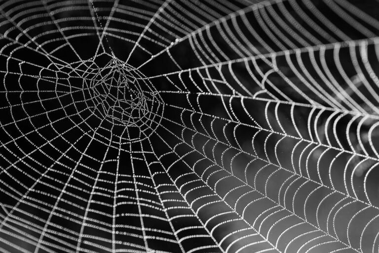 web links spider spokeasy spokes as web blog post