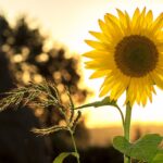 it's official summer sunflower fields forever spokeasy blog shorter but not cooler blog Sunshine at Last blog
