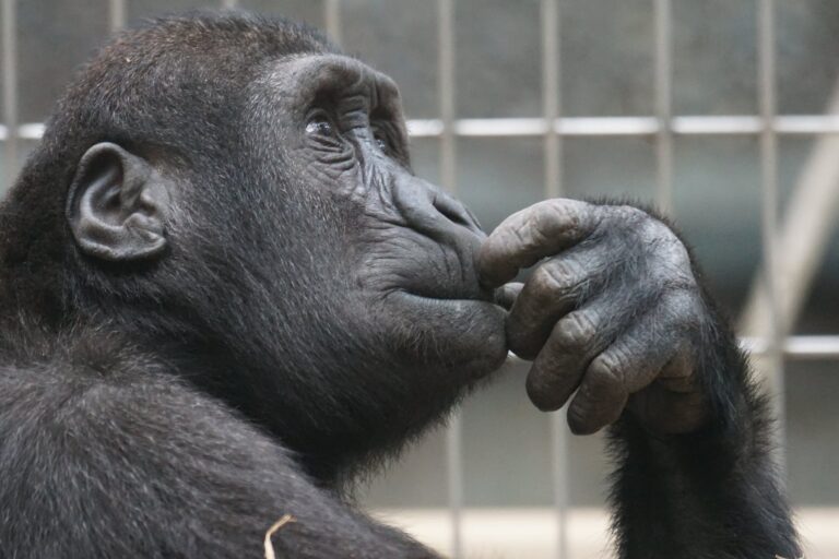 monday muddle gorilla think spokeasy blog post