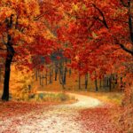 first fall hybrid autumn foliage dare I hope spokeasy blog post October already brief fall blog post Oil on the Winds blog