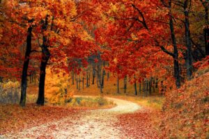 first fall hybrid autumn foliage dare I hope spokeasy blog post October already brief fall blog post Oil on the Winds blog Will It Fall blog Shorter and Shorter