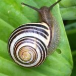 snail slow cycling spokeasy post blog tardy Plodder blog