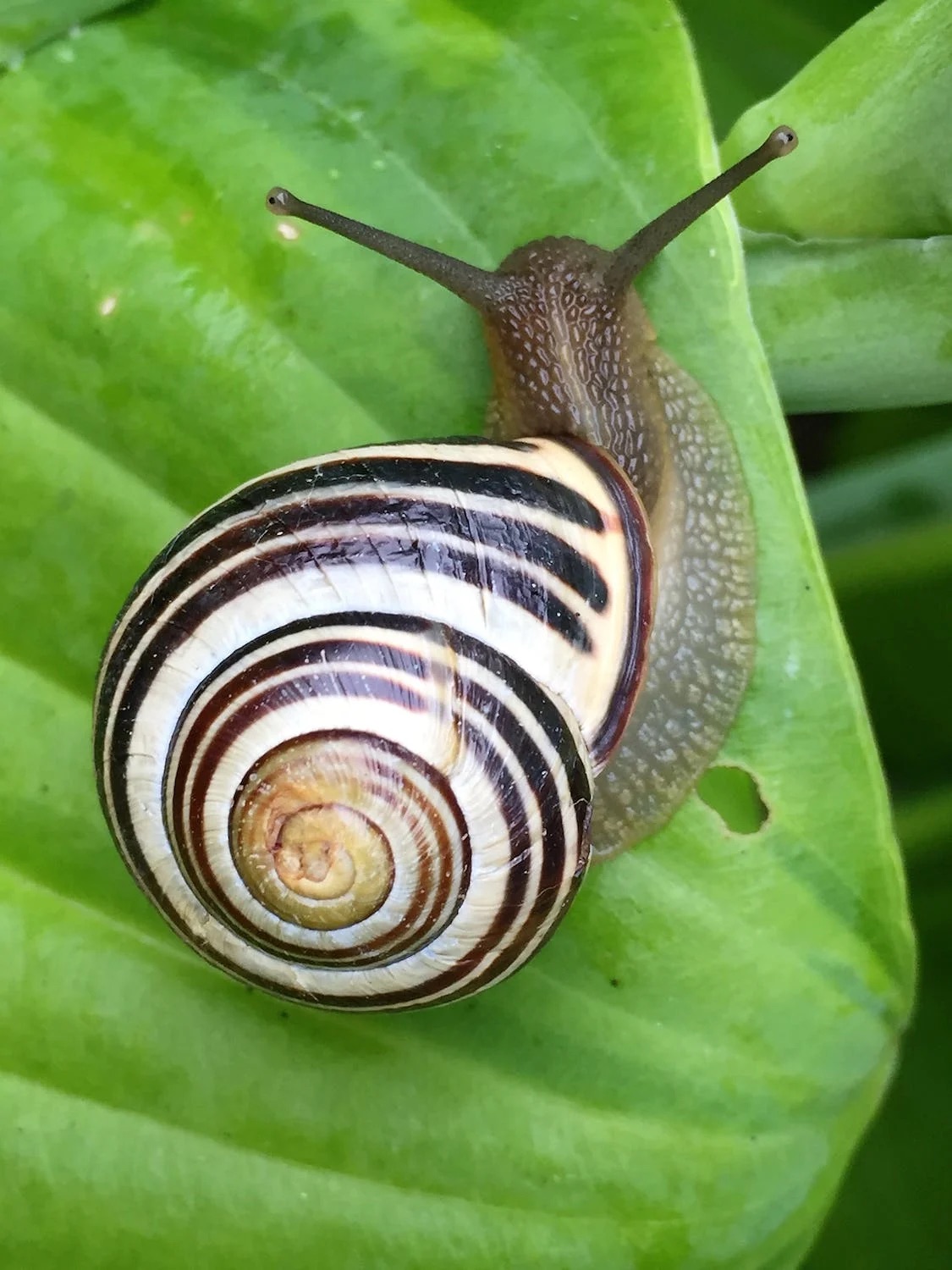 snail slow cycling spokeasy post blog tardy