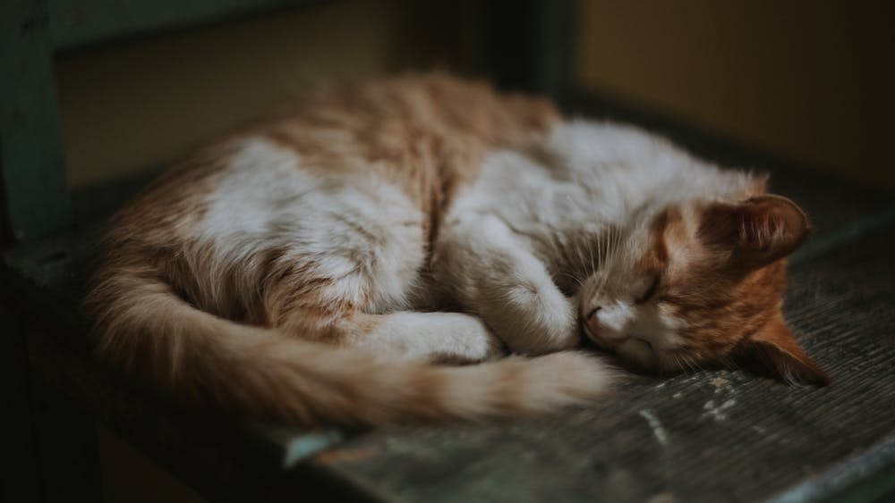 feeling lazy cat tired spokeasy blog post