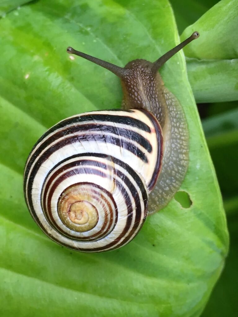 slowing down snail blog spokeasy blog post