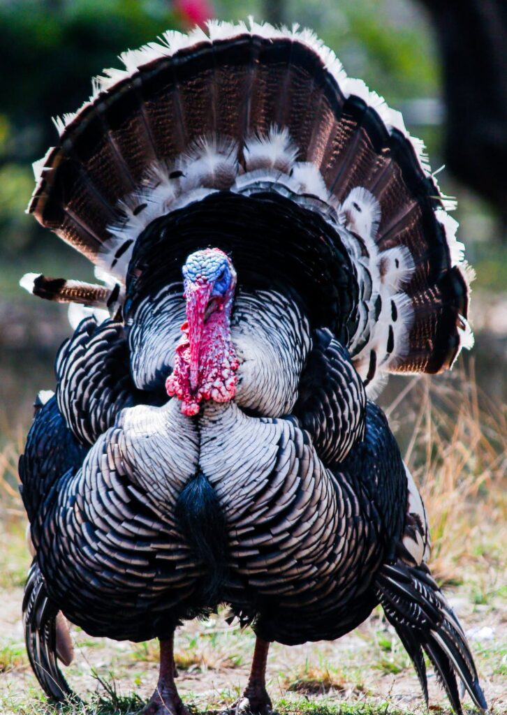 turkey trot spokeasy blog post globetrotting page happy turkey day blog post cold turkey blog post