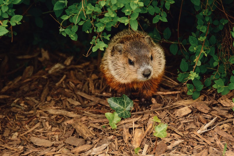 soggy rodent groubdhog fog spokeasy blog post