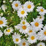 spring is sprung daisy flower spokeasy blog post M'aider blog