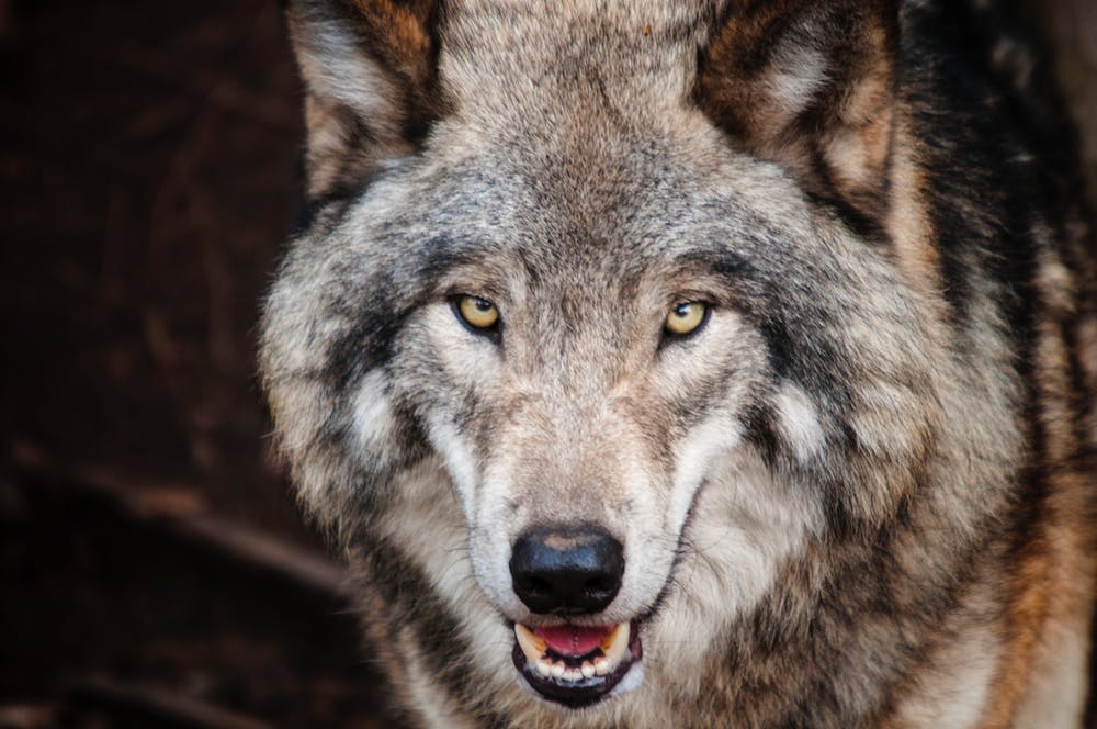 lobo wolf wind spokeasy blog post the wolf returns