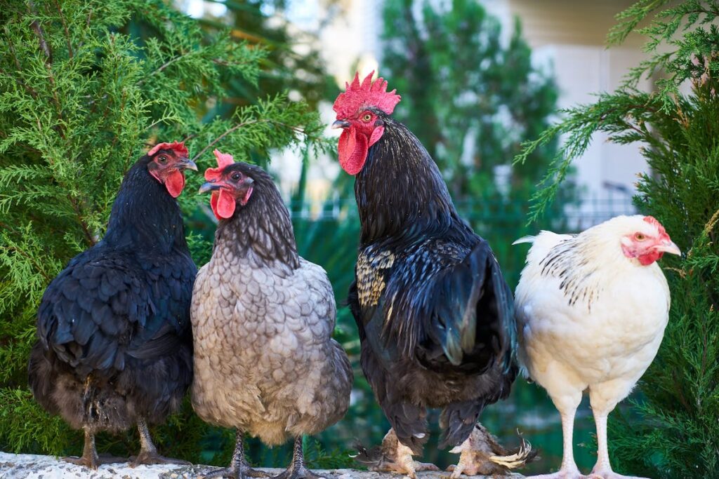 don't count your chickens spokeasy blog post