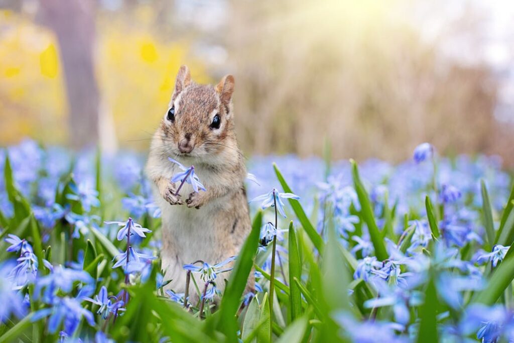 squirrely spokeasy post blog first sure sign
