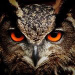 whoo spokeasy blog post why didn't I Iook I need a detective blog post horning in blog a fine line blog Owlish blog post Unveiling blog