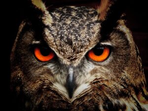 whoo spokeasy blog post why didn't I Iook I need a detective blog post horning in blog a fine line blog Owlish blog post Unveiling blog Three Week Blink blog Looking Ahead blog
